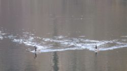 Canada Geese, wake, American River, Fair Oaks Bridge, mornings, nature, journal, writing
