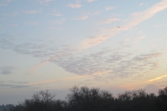 duck cloud