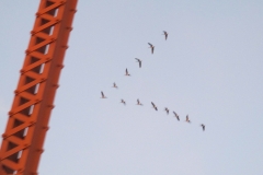 geese in flightat bridge