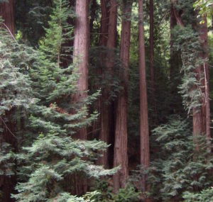 Muir Woods, John Muir, Redwoods, forest, beauty, peace, good tidings, quotations