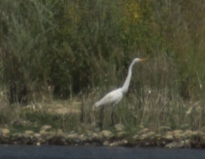 Great Blue Heron, egret, roosters, wildlife, waterfowl, American River, Fair Oaks Bridge, water