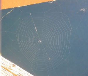 spider, spider web, Fair Oaks Bridge, fisherman, American River