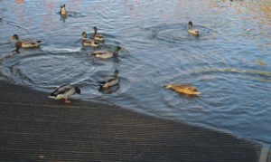 duck, boat launch, American River, American River Parkway, water, feed ducks, bread,