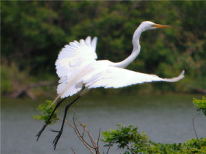 egret, flight, wing span, American River