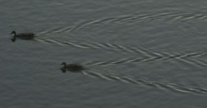 ducks, swim, Fair Oaks Bridge, Fair Oaks, water