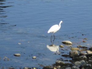 egret-reflection