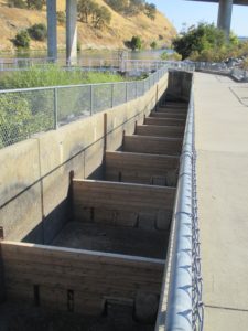 fish ladder, Chinook salmon, American River, Nimbus Fish Hatchery