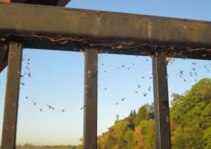 flies-on-rail