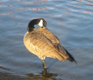 Canada Goose, American River, grooming