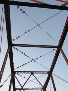 American River, Fair Oaks Bridge, American River Parkway, pigeons, flying, dance, morning