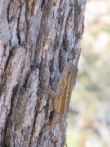 reptile, lizard, tree, American River, Rossmoor Bar, American River Parkway