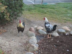 roosters, Fair Oaks, Fair Oaks Village, Fair Oaks Park, morning, chicken