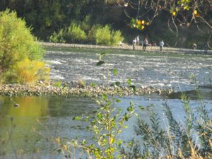 river1, American River, Fair Oaks, salmon, ducks, fisherman, nature,beauty