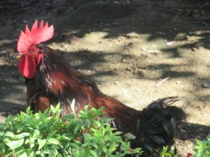 rooster, Fair Oaks, Fair Oaks Village, morning, crow, walk, American River