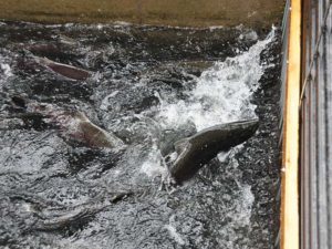 salmon, American River, spawn