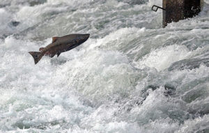 fishing, fisherman, Chinook Salmon, American River, American River Parkway, spawn, Nimbus Fish Hatchery, Nimbus Dam