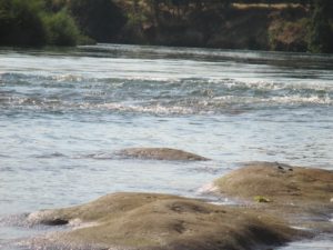 San Juan Rapids, Rossmoor Bar, American River, American River Parkway, water, river, cyclist, trail,