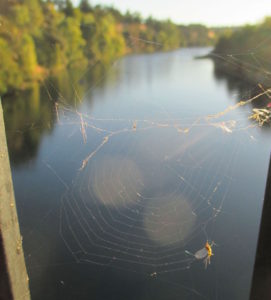 spiderweb-2w-spider, Fair Oaks Bridge, American River, water, morning