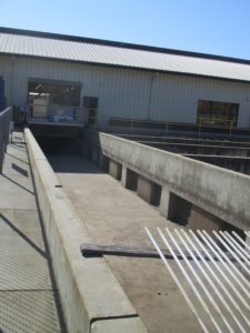 fish ladder, Chinook Salmon, spawning, American River, Nimbus Fish Hatchery