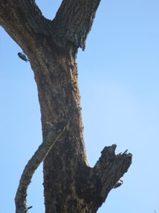 woodpeckers, tree, American River Parkway, jedediah Smith Memorial Trail