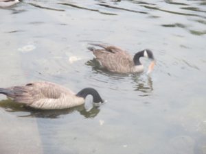 salmon, Canada Geese, American River