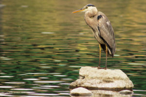 Great Blue Heron, American River, Fair Oaks