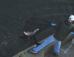 fish-in-net, fisherman, Fair Oaks Bridge, Fair Oaks,salmon, morning, fishing