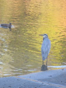 Great blue Heron, Fair Oaks Bridge, mornings,