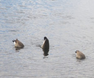 Canada Goose, ducks, swim, American River, Fair Oaks Bridge,morning