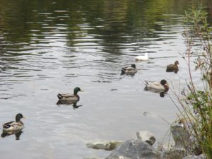 duckswimgroup