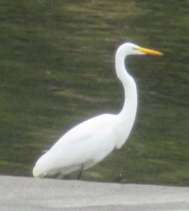 egret, American River, Fair Oaks, mornings, wildlife, Great Blue Heron