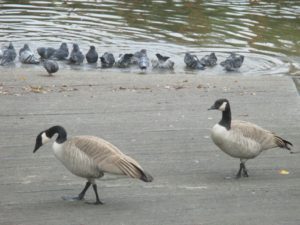 Canada Geese, pigeons, boat launch ramp, American River, Fair Oaks, mornings