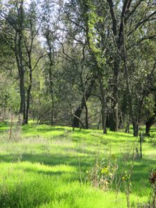 green grass, American River Parkway, jedediah Smith Memorial Trail, bike trail, cyclist, bike path, trees, oak woodland