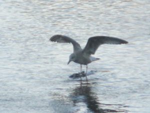 seagull, Chinook salmon, eating, American River, water