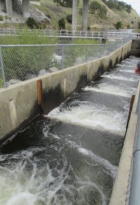 fish ladder, salmon, American River, spawn, Nimbus Fish Hatchery