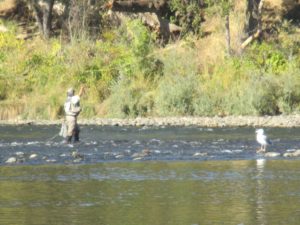 man-seagull, fishing, quiet day, American River,water, Fair Oaks, salmon