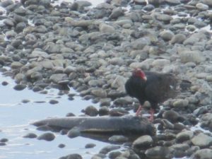 salmon, Chinook Salmon, turkey vulture, seagull, American River, water