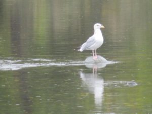 seagull, salmon, American River