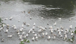 seagulls, salmon, American River, Nimbus Fish Hatchery