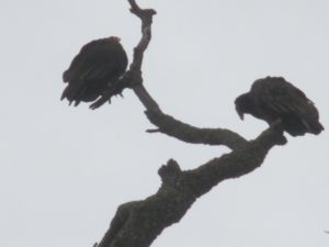 turkey vultures