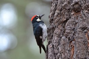 woodpecker