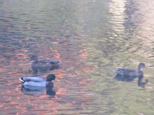 ducks, American River, water, wildlife, waterfowl, peaceful, Fair Oaks Bridge, mornings