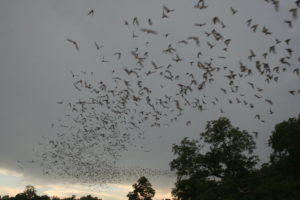 bats, flying, Fair Oaks, American River, Fair Oaks Bridge, Buffleheae