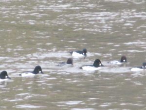 seagull, ducks, Bufflehead, American river, fair oaks bridge, water, river, flight,