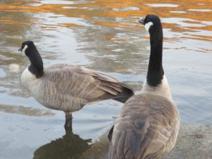 Canada Goose, Geese, boat launch ramp, Fair Oaks Bridge, American River, American River Parkway