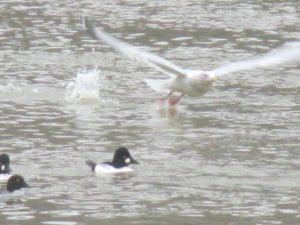 seagull, American River, Fair Oaks Bridge, flight