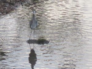 Great Blue Heron, Fair Oaks Bridge, mornings, wildlife, peaceful, waterfowl, American River