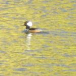 new-ducks, new arrivals, American River, Fair Oaks, Fair Oaks Bridge, water, waterfowl