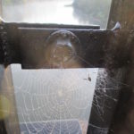 spider web, American River, Fair Oaks bridge, spider