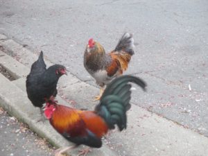 roosters, chickens, Fair Oaks, Fair Oaks Village